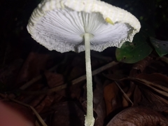 Leucocoprinus fragilissimus