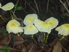 Leucocoprinus fragilissimus