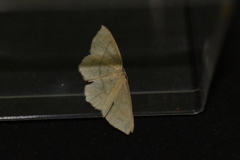 Cyclophora linearia