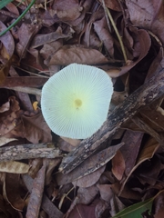 Leucocoprinus fragilissimus