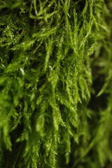 Hypnum cupressiforme filiforme