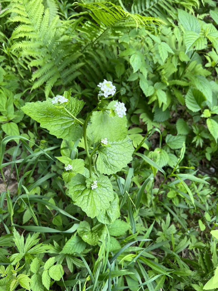 garlic mustard from Indian Kill Nature Preserve, Schenectady, NY, US on