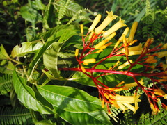 Palicourea padifolia