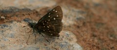 Piruna penaea