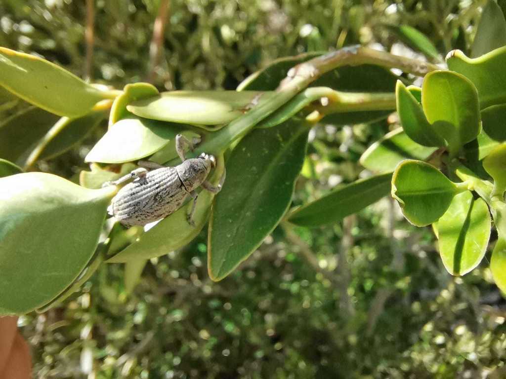 Geonemus caudulatus