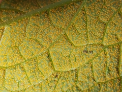 Pucciniastrum symphyti