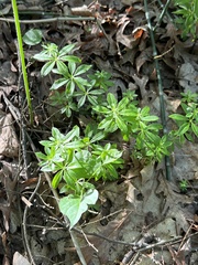 Galium asprellum
