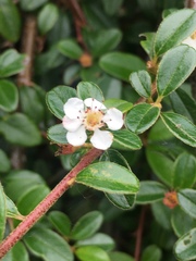 Cotoneaster × suecicus