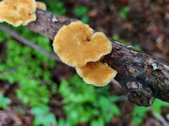 Neofavolus