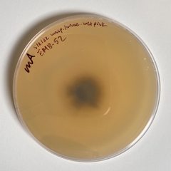 Aureobasidium pullulans