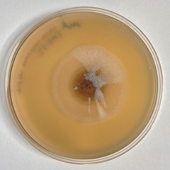 Aureobasidium pullulans