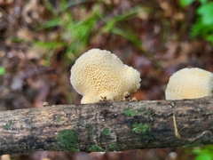 Neofavolus