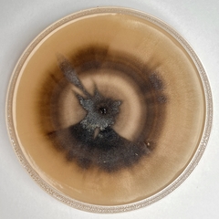 Aureobasidium pullulans