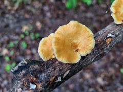 Neofavolus