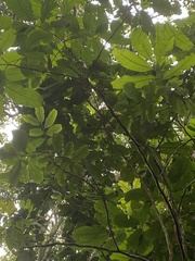 Erythrina rubrinervia