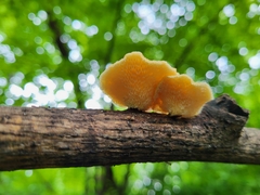 Neofavolus