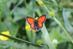 Lycaena hippothoe euridice