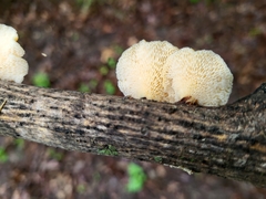 Neofavolus