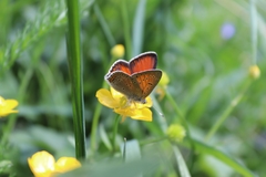 Lycaena hippothoe euridice