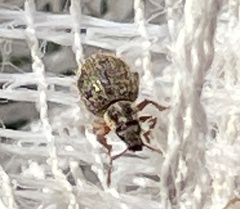 Brachysomus echinatus