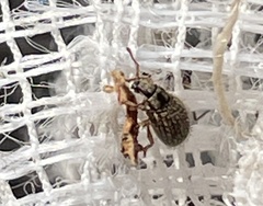 Brachysomus echinatus