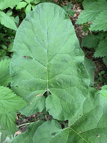 lopúch väčší (Arctium lappa)