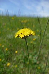 Pilosella cymosa