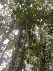 Erythrina rubrinervia