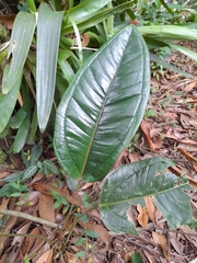 Anthurium