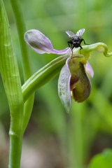 Ophrys apifera bicolor