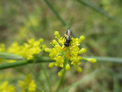 Hylaeus pictipes