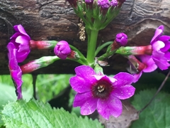 Primula japonica