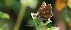 Piruna cyclosticta