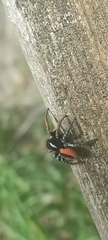 Philaeus chrysops