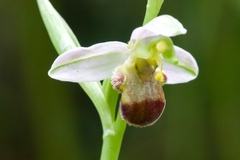 Ophrys apifera bicolor