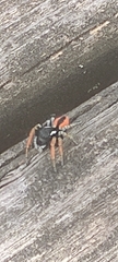 Philaeus chrysops