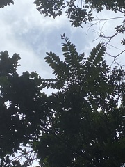 Phyllanthus acidus