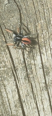 Philaeus chrysops