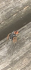 Philaeus chrysops