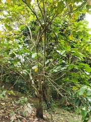 Erythrina edulis