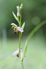 Ophrys apifera bicolor