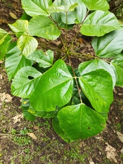 Erythrina edulis