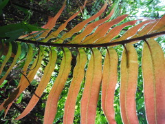 Blechnum falciforme