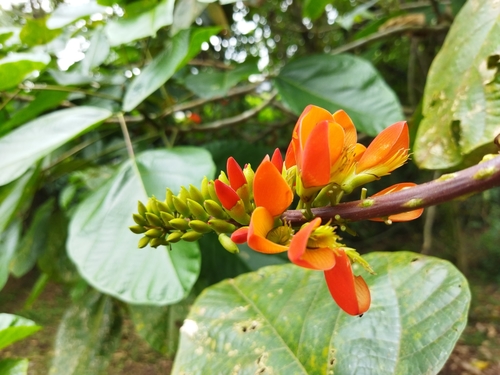 Image of Erythrina edulis by (c) Thalia M. Mite, some rights reserved (CC BY)