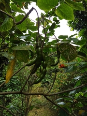 Erythrina edulis