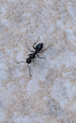 Camponotus piceus