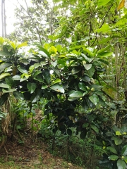 Magnolia gilbertoi
