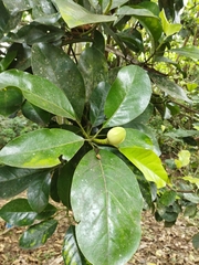 Magnolia gilbertoi