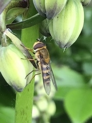 Syrphus