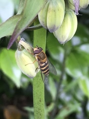 Syrphus
